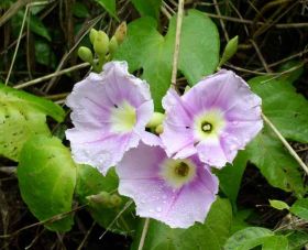 Belize purple flowers – Best Places In The World To Retire – International Living